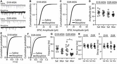 Morphine Differentially Alters the Synaptic and Intrinsic Properties of D1R- and D2R-Expressing Medium Spiny Neurons in the Nucleus Accumbens